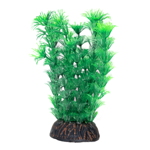 Растение - Амбулия зеленая (20cм) - 0