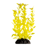 Растение - Людвигия ярко-желтая (20см) - 0