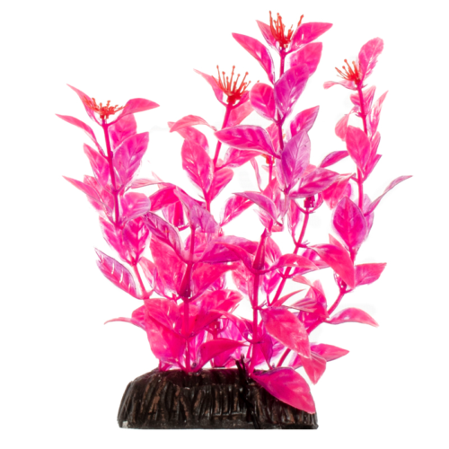 Растение - Людвигия ярко-розовая (20см) - 0