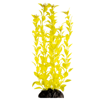Растение - Людвигия ярко-желтая (30см)
