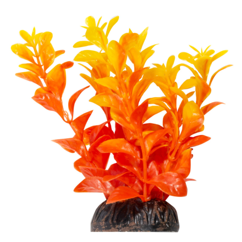 Растение - Людвигия ярко-оранжевая (10см) - 0