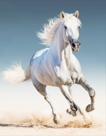 Алмазная живопись LG192 "Белая лошадь"