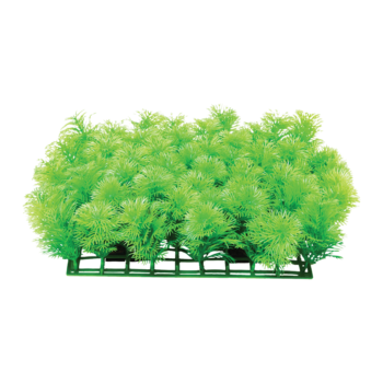 Растение 0592 - Коврик салатовый (25см х 25см х 9см)