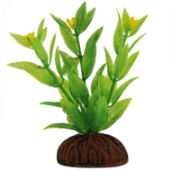 Растение Альтернантера зеленая цветущая - 8см - 0