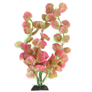 Растение 1034LD - Щитолистник розово-зеленый (20см) - 0