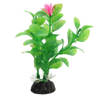Растение Незея цветущая - 10см - 0