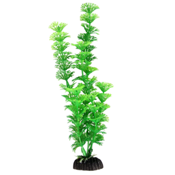 Растение Амбулия зеленая - 30см