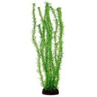 Растение 13138 - Лигодиум зеленый (10см) - 0