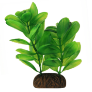 Растение 1363 - Самолюс зеленый (10см) - 0