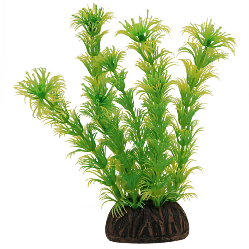 Растение Амбулия жёлто-зеленая - 10см - 0