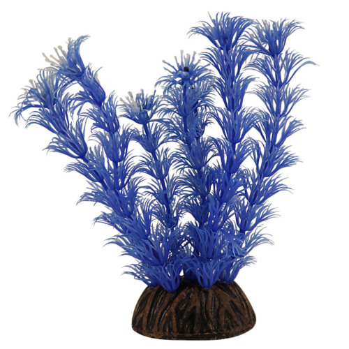 Растение 1392 - Амбулия голубая (10см) - 0