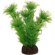 Растение Амбулия зеленая - 10см - 0