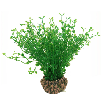 Растение 1902AR с распылителем - Бакопа мелколистная зеленая (7см х 7см х 20см)