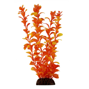 Растение Людвигия оранжевая - 20см