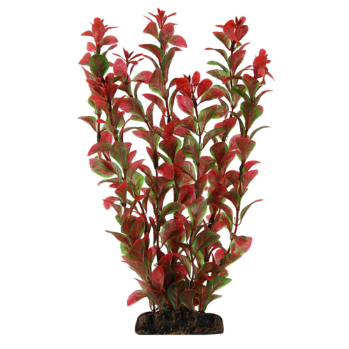 Растение Людвигия красная - 20см - 0