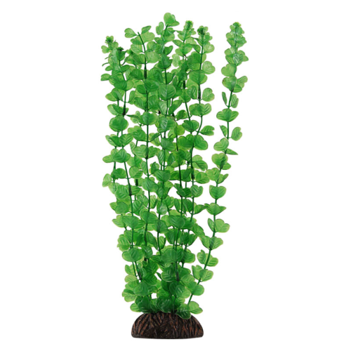 Растение Бакопа зеленая - 20см - 0