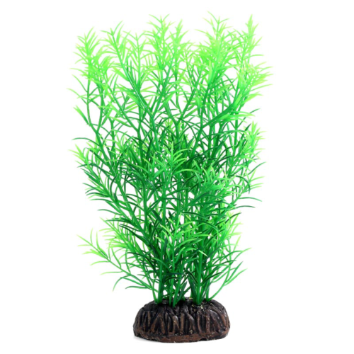 Растение Гетерантера зеленая - 20см - 0