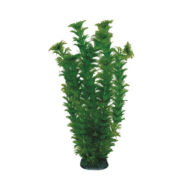 Растение 1993 - Амбулия зеленая (20см) - 0