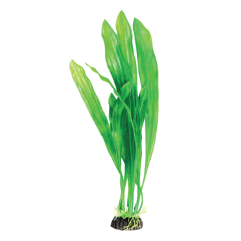 Растение Эхинодорус зеленый - 20см