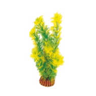 Растение Амбулия жёлто-зеленая - 20см - 0