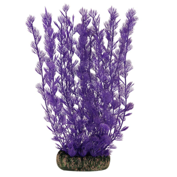 Растение 20038EO - Аммания фиолетовая (20см)