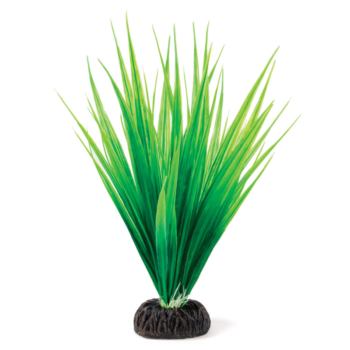 Растение Сагиттария зеленая - 25см