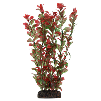 Растение 2952 - Людвигия красная (30см)