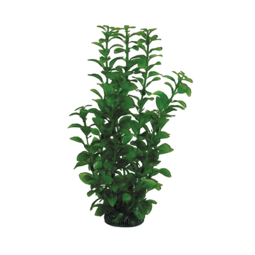 Растение 2953 - Людвигия зеленая (30см) - 0