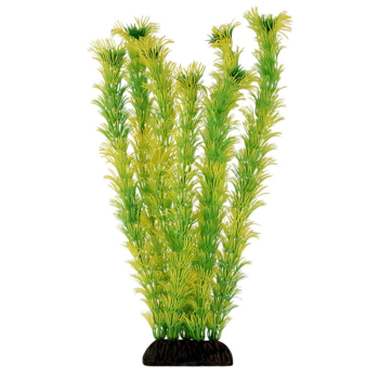 Растение 2956 - Амбулия жёлто-зеленая (30см)