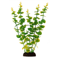 Растение 2962 - Бакопа крупнолистная желто-зеленая (30см) - 0