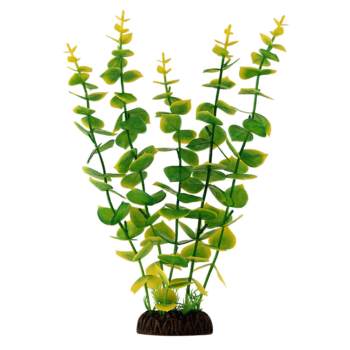 Растение 2962 - Бакопа крупнолистная желто-зеленая (30см)