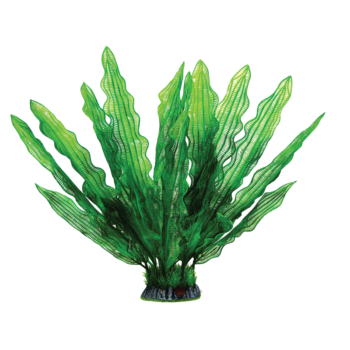 Растение 40002AP с распылителем - Увирандра зеленая (40см)