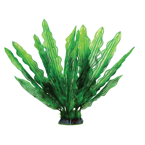 Растение 40002AP с распылителем - Увирандра зеленая (40см) - 0