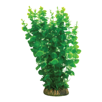 Растение 4015AP с распылителем - Бакопа зеленая (40см)