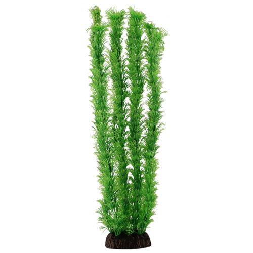 Растение 4682 - Амбулия зеленая (40см) - 0
