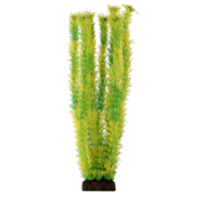 Растение 4686 - Амбулия жёлто-зеленая (40см) - 0
