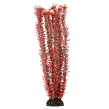 Растение 4687 - Амбулия красная (40см)