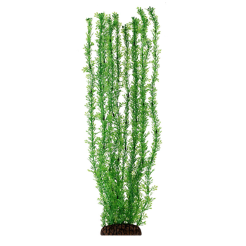 Растение 5570 - Лигодиум зеленый (50см)