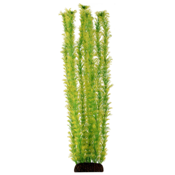 Растение 5573 - Амбулия жёлто-зеленая (50см)