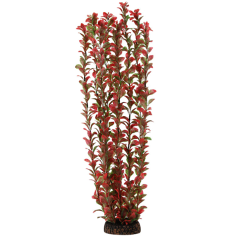 Растение 5577 - Людвигия красная (50см)