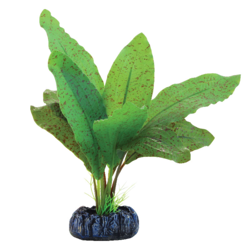 Растение шелковое - Эхинодорус крапчатый (20см) - 0