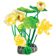 Растение 20153 - Нимфея Желтая (20см) - 0