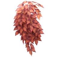 Растение "Сингониум ампельный", красный, 370мм, Laguna - 0