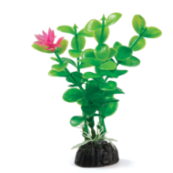 Растение - Лимнофила цветущая (10см) - 0