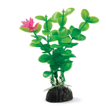 Растение - Лимнофила цветущая (10см)