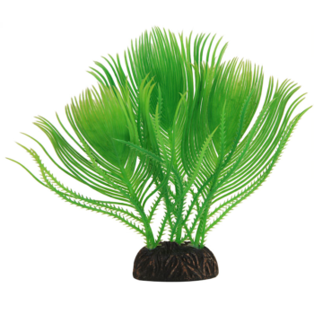 Растение - Эгерия зеленая (15см)