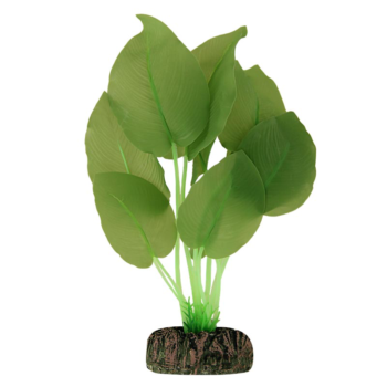 Растение - Анубиас зеленый (20см)