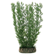 Растение - Аммания зеленая (20см) - 0