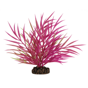 Растение - Хакия розовая (20см)