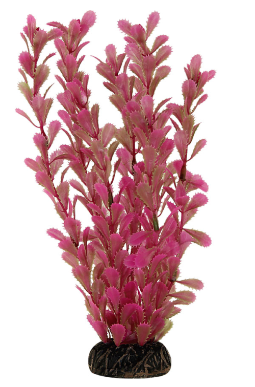 Растение 2564 - Дианея розовая (25см) - 0